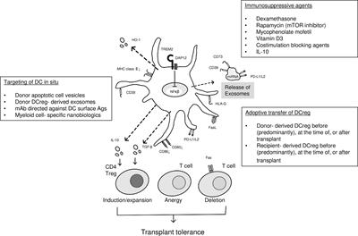 Dendritic Cell-Mediated Regulation of Liver Ischemia-Reperfusion Injury and Liver Transplant Rejection